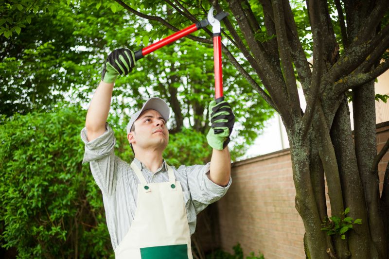 Local Tree Health Assessment pros at work