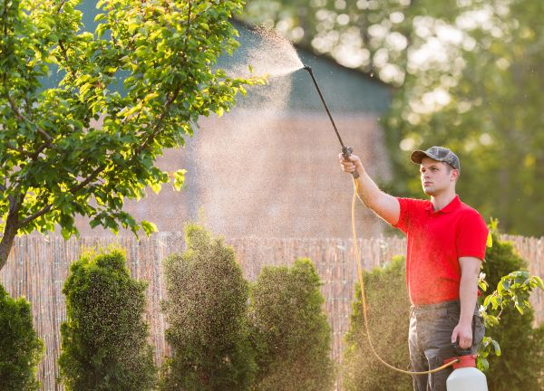 Tree Spraying Service