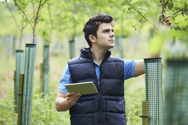 Tree Health Diagnosis