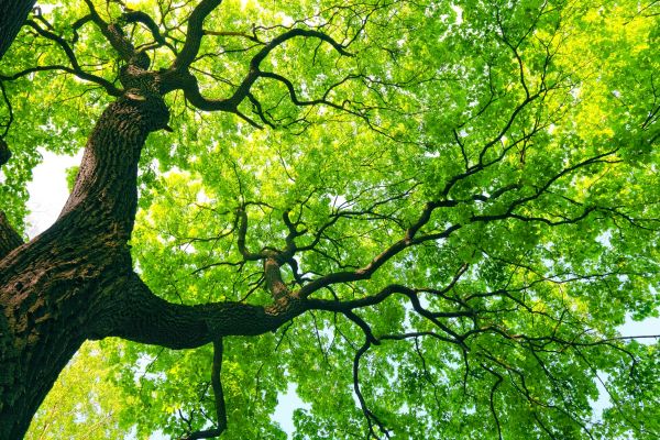 Tree Condition Evaluation