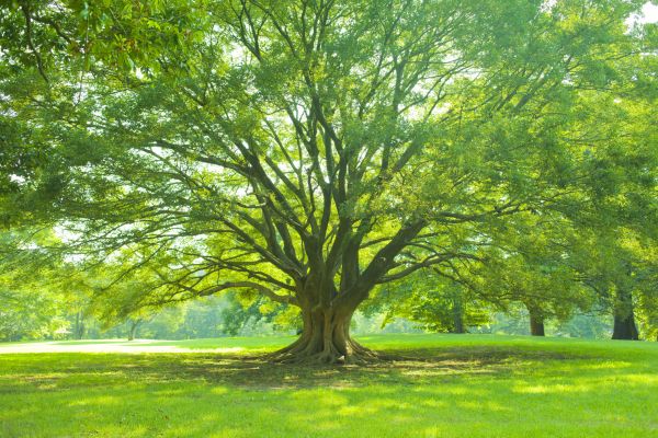 Tree Foliage Protection