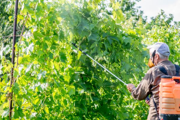 Arborist Spraying