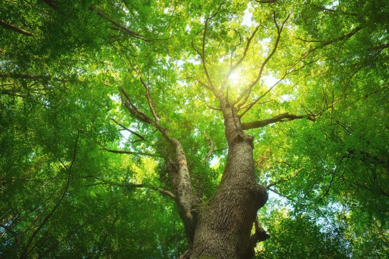 Tree Health Assessment