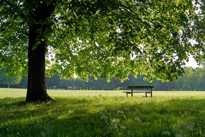 Tree Health Assessment