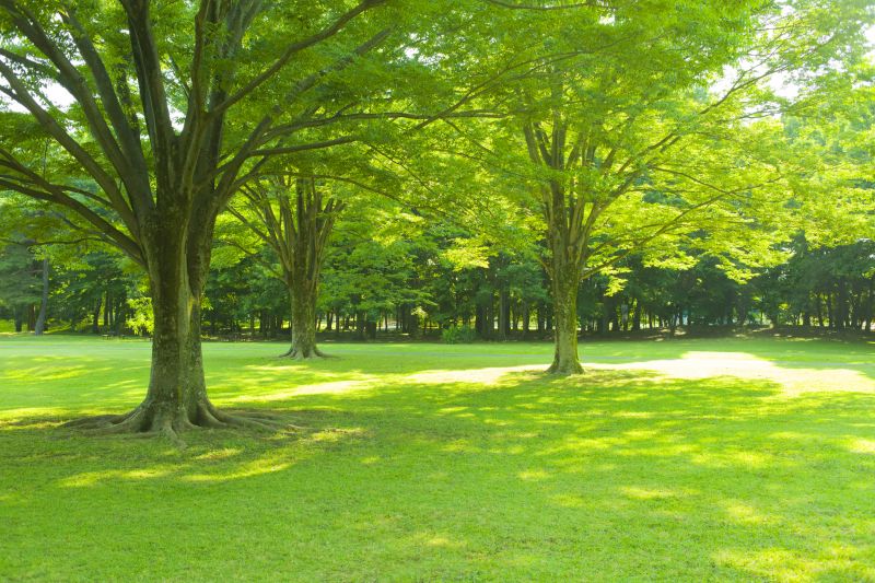 Tree Health Assessment