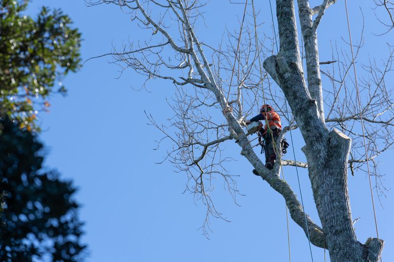 Assessing Tree Structure