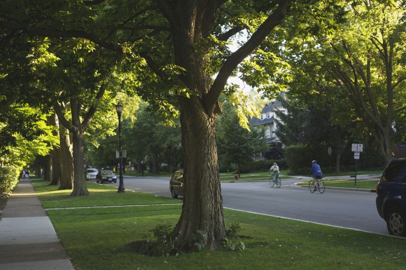Assessing Tree Roots