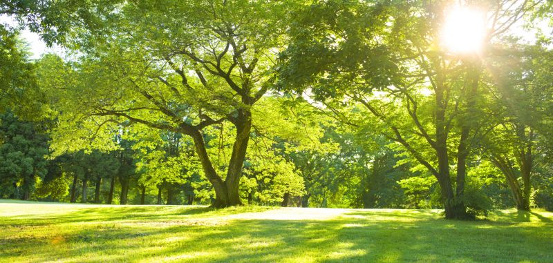 Tree Health Assessment